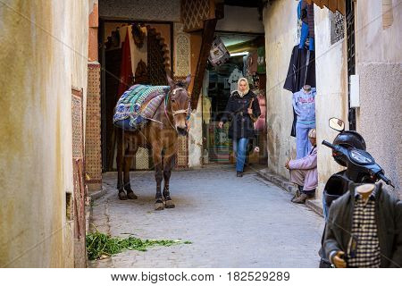Fes, Morocco - February 28, 2017: Donkey Is The Most Common Working Animal In Morocco