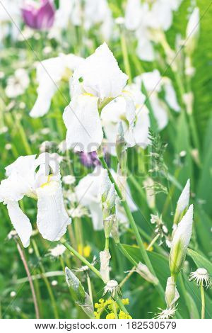 White Irises In The Garden