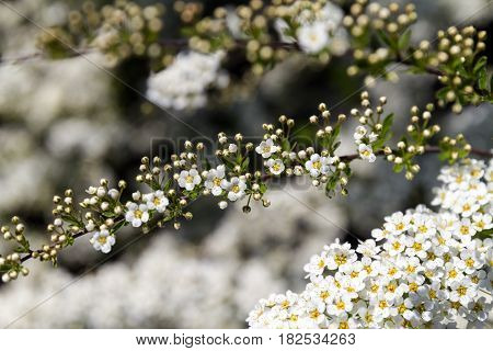 Decorative plants in the botanical garden. Abundant bloom of snow-white spiraea: flowers and buds of spirea.
