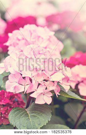 Hydrangea Macrophylla