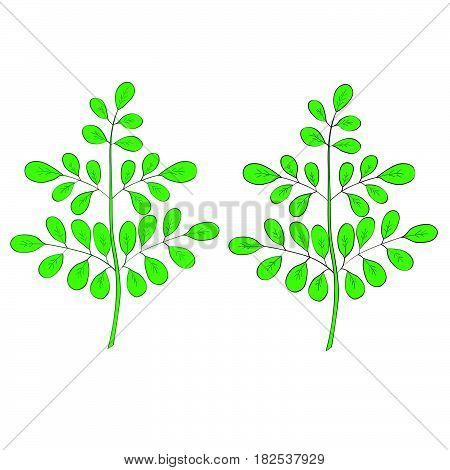 Moringa oleifera medicinal plant. Hand drawn botanical sketch illustration in color isolated.