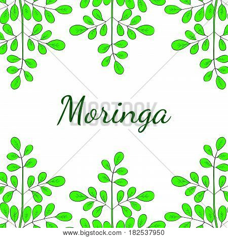 Moringa oleifera medicinal plant. Hand drawn botanical sketch illustration border. Template banner.