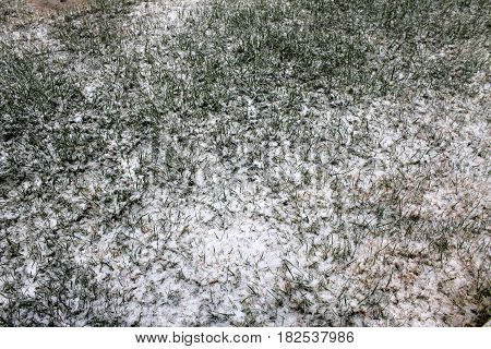 Close up of melting snow on green grass, winter