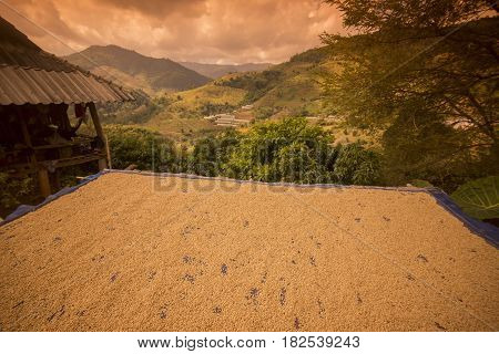 Thailand Chiang Rai Mae Salong Coffee Plantation