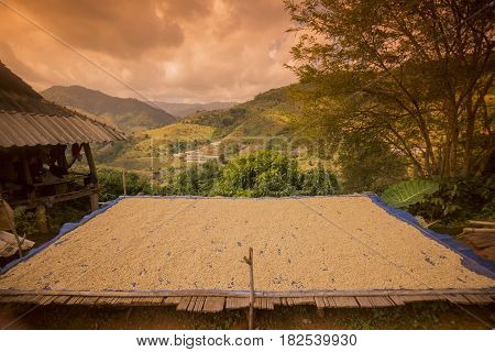 Thailand Chiang Rai Mae Salong Coffee Plantation