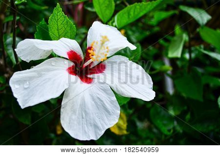 White Hibiscus Flower Blooming on Green Nature Background Focus on Petals