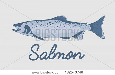 Salmon fish vector illustration isolated on white background.