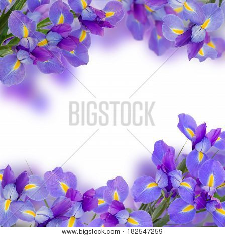 blue irises flowers borders isolated on white background