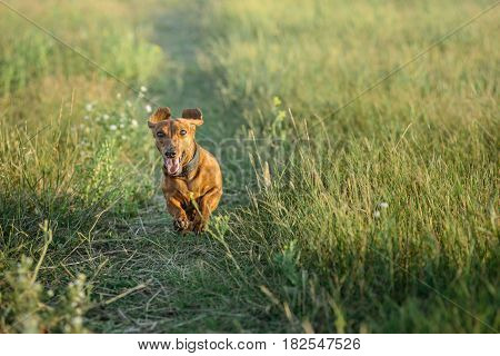 Foxy-red dachshund runs on a lane of a field toward the camera. Walking the dog outdoors