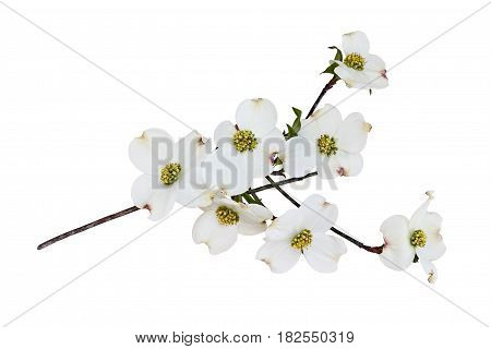 Flowering dogwood blossoms and branch isolated against a white background. Clipping path included.