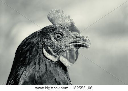 Portrait of a beautiful charismatic chicken of black color in profile in a natural environment with a beautiful soft bokeh, close-up shot of a macro