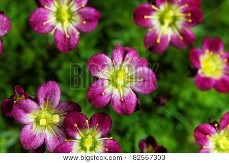 Macro photo of flowers of a Saxifraga arendsii plant.