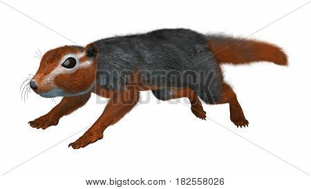 3D Rendering Red Bush Squirrel On White