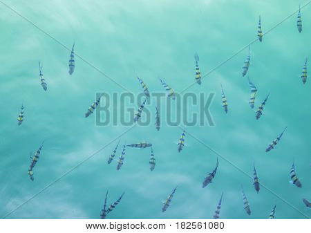 Beautiful sea fishes on beautiful blue water.
