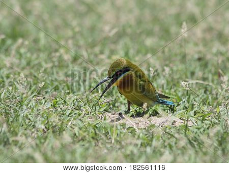 Blue-tailed bee-eater ( Merops philippinus) on the ground