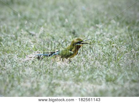 Close up side view of Blue-tailed bee-eater ( Merops philippinus) in nature in Thailand
