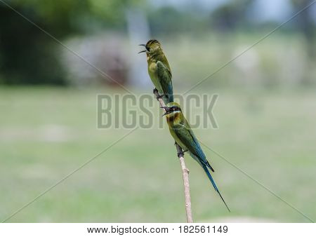 Blue tailed Bee eater on a branch.(Merops philippinus)