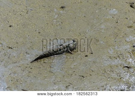 Mud skipper Amphibious fish on wooden in water