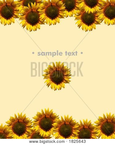 Hintergrund mit Sonnenblumen