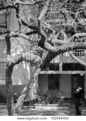 BLACK AND WHITE PHOTO OF TREE BRANCHES UNDER SUNLIGHT