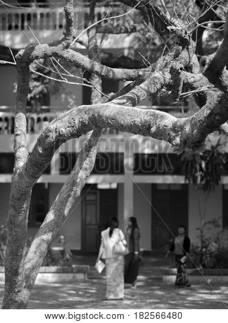 BLACK AND WHITE PHOTO OF TREE BRANCHES UNDER SUNLIGHT