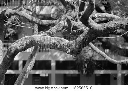 BLACK AND WHITE PHOTO OF TREE BRANCHES UNDER SUNLIGHT
