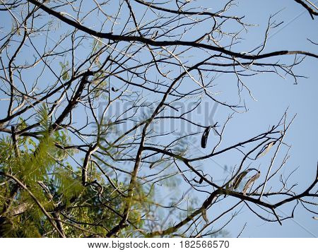 COLOR PHOTO OF TREE BRANCHES UNDER LIGHT OF THE SUN