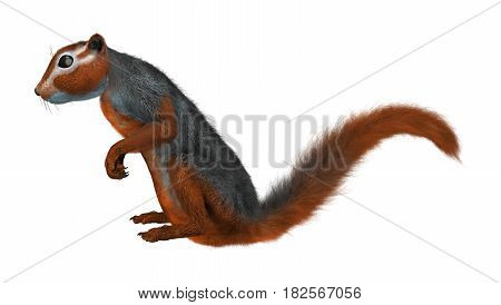 3D Rendering Red Bush Squirrel On White