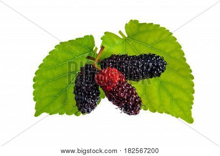 Red mulberry nature isolate on white background