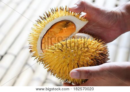 Holding open a yellow spiky durian fruit.