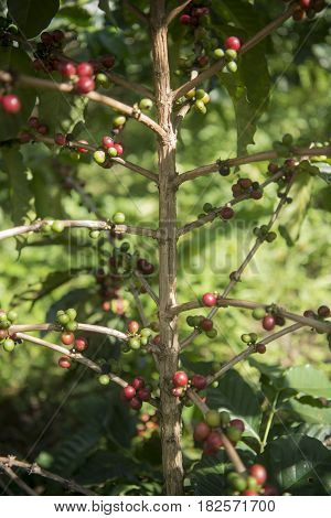 Thailand Chiang Rai Mae Salong Coffee Plantation