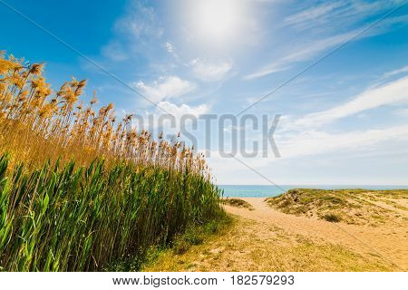 Reeds by the sea in Solanas beach Sardinia