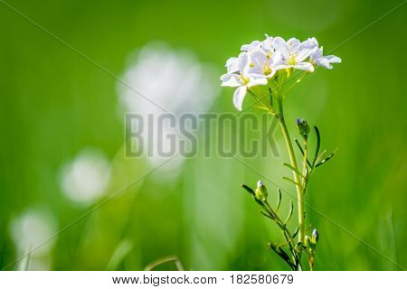 flower cuckooflower on meadow in sunny day