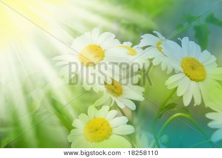 Daisywheels
