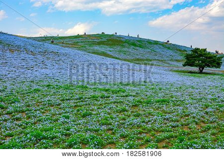 Hitachi Seaside Park in Japan draws tourists to its hills of baby blue eyes flowers, or nemophila