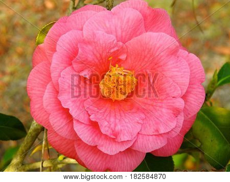 Flower, Camellia, Pink, Spring time Beauty, Grows on Bush.