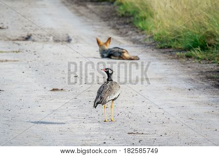 Northern Black Korhaan With A Jackal.