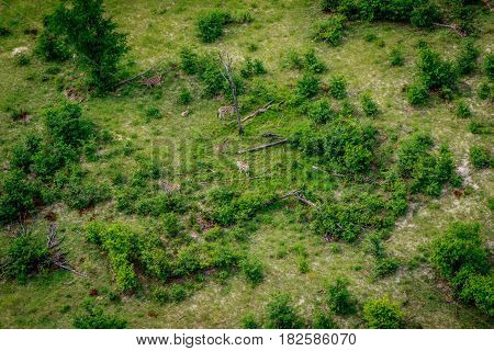 Aerial View Of A Herd Of Zebras In The Okavango.