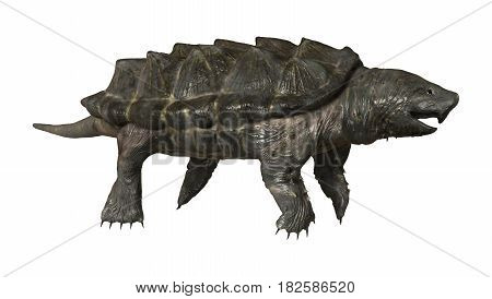 3D Rendering Alligator Snapping Turtle On White