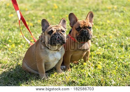 French Bulldog Lying In The Grass