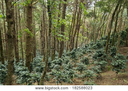 Thailand Chiang Rai Doi Tung Coffee Plantation
