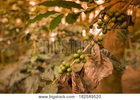 Thailand Chiang Rai Doi Tung Coffee Plantation
