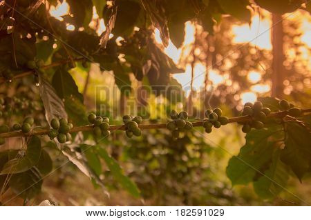 Thailand Chiang Rai Doi Tung Coffee Plantation