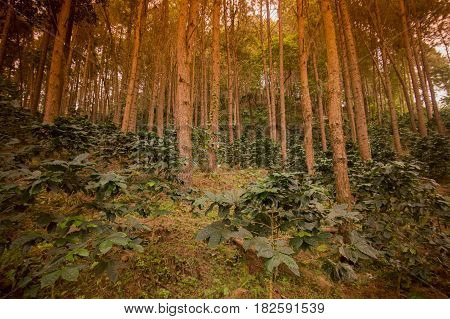 Thailand Chiang Rai Doi Tung Coffee Plantation
