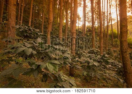 Thailand Chiang Rai Doi Tung Coffee Plantation