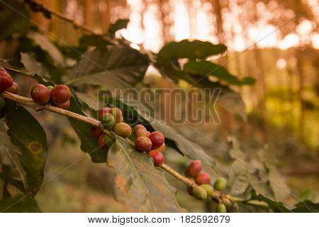 Thailand Chiang Rai Doi Tung Coffee Plantation