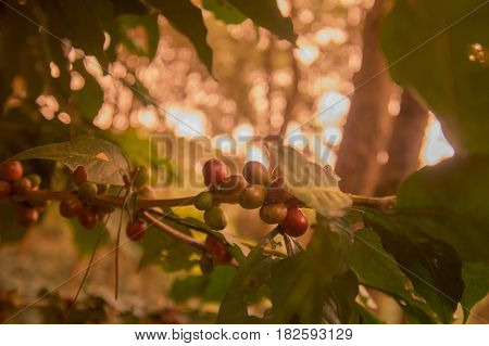 Thailand Chiang Rai Doi Tung Coffee Plantation