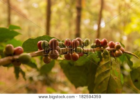 Thailand Chiang Rai Doi Tung Coffee Plantation