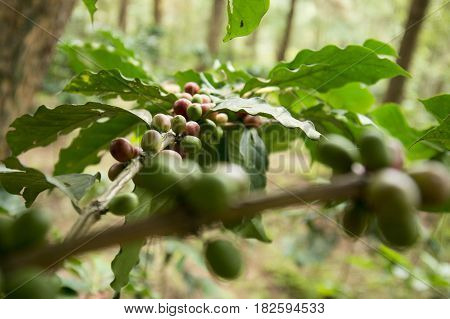 Thailand Chiang Rai Doi Tung Coffee Plantation