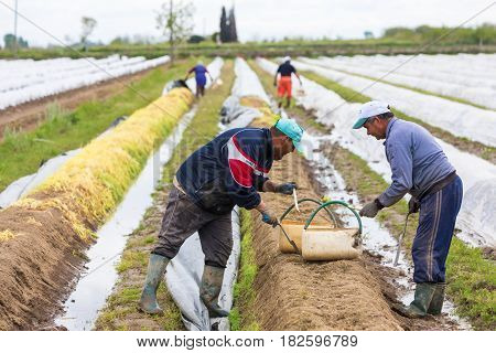 Workers In The Farm During Harvesting White Asparagus